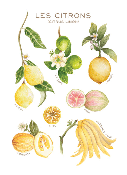 Les Citrons - Linge de maison / Lemons - Kitchen Linen – MaisonLorrain
