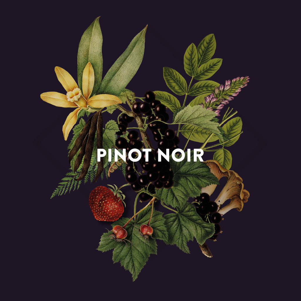 Sous-verres de Vinyle (4) - Les Cépages - Pinot Noir - Grape Varieties Vinyl Coasters (4)