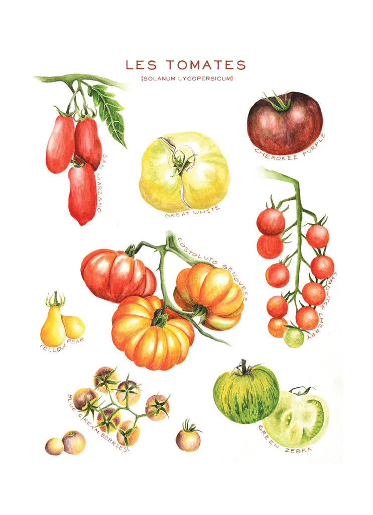 Les tomates - Linge de maison / Tomatoes - Kitchen Linen - Collection 2024 Maison Lorrain