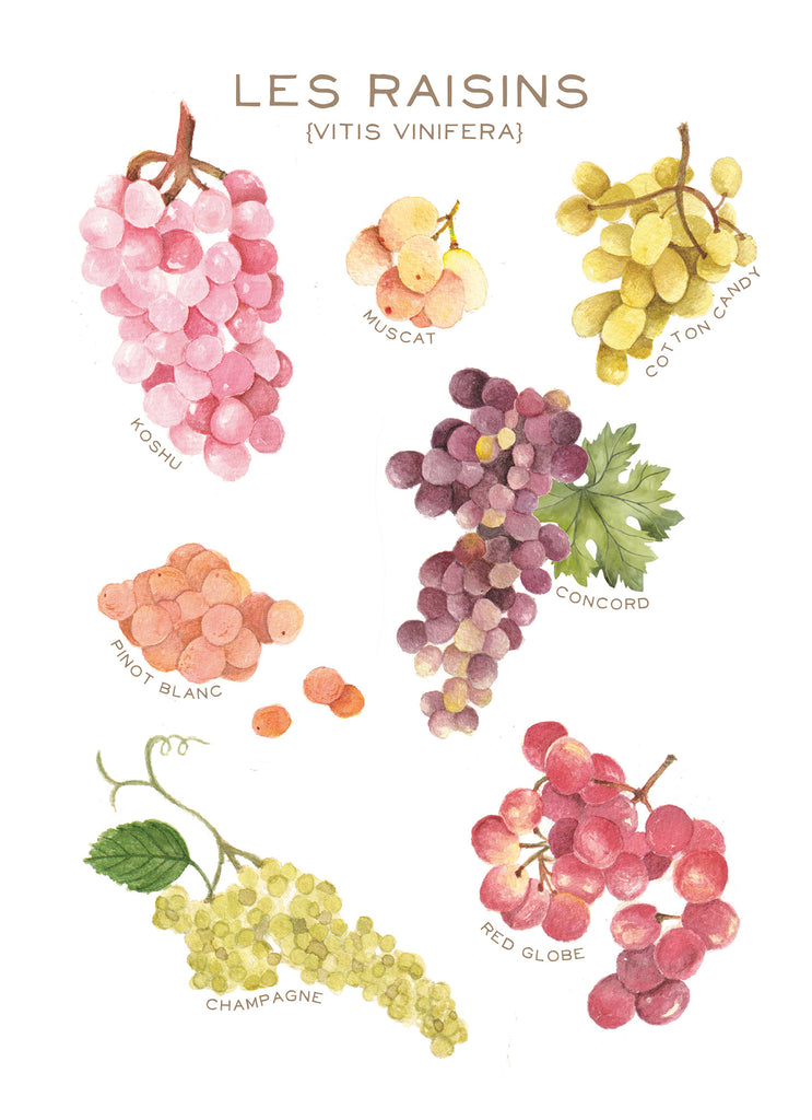 Les Raisins - Linge de maison / Raisins Kitchen Linen