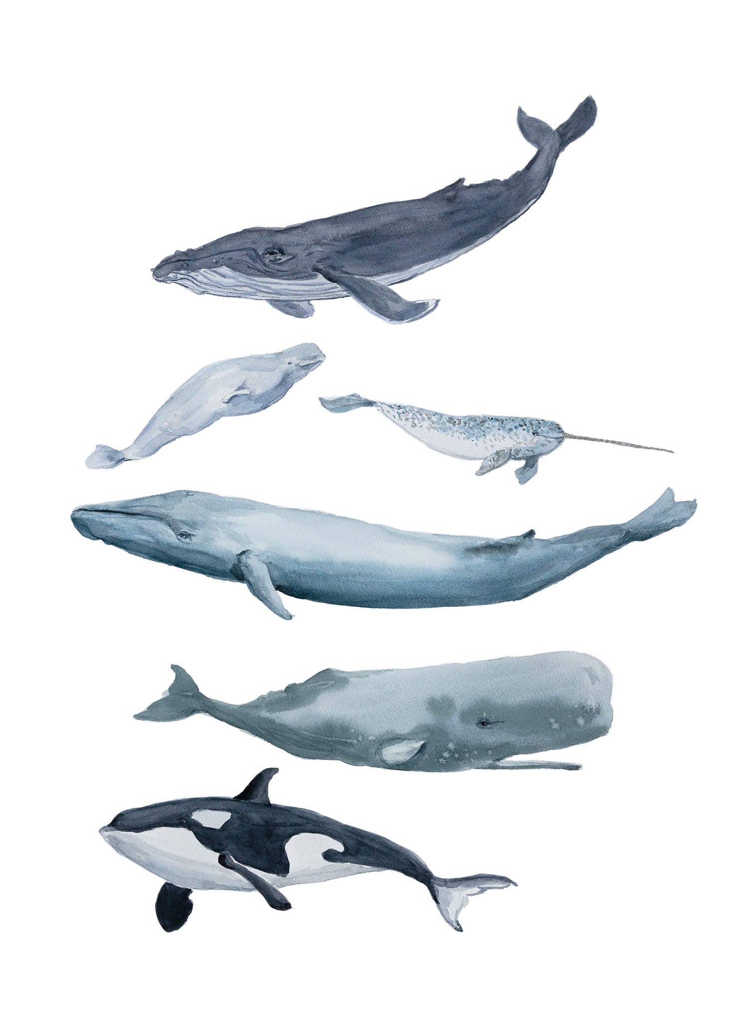 Les baleines - Linge de maison / The Whales Kitchen Linen