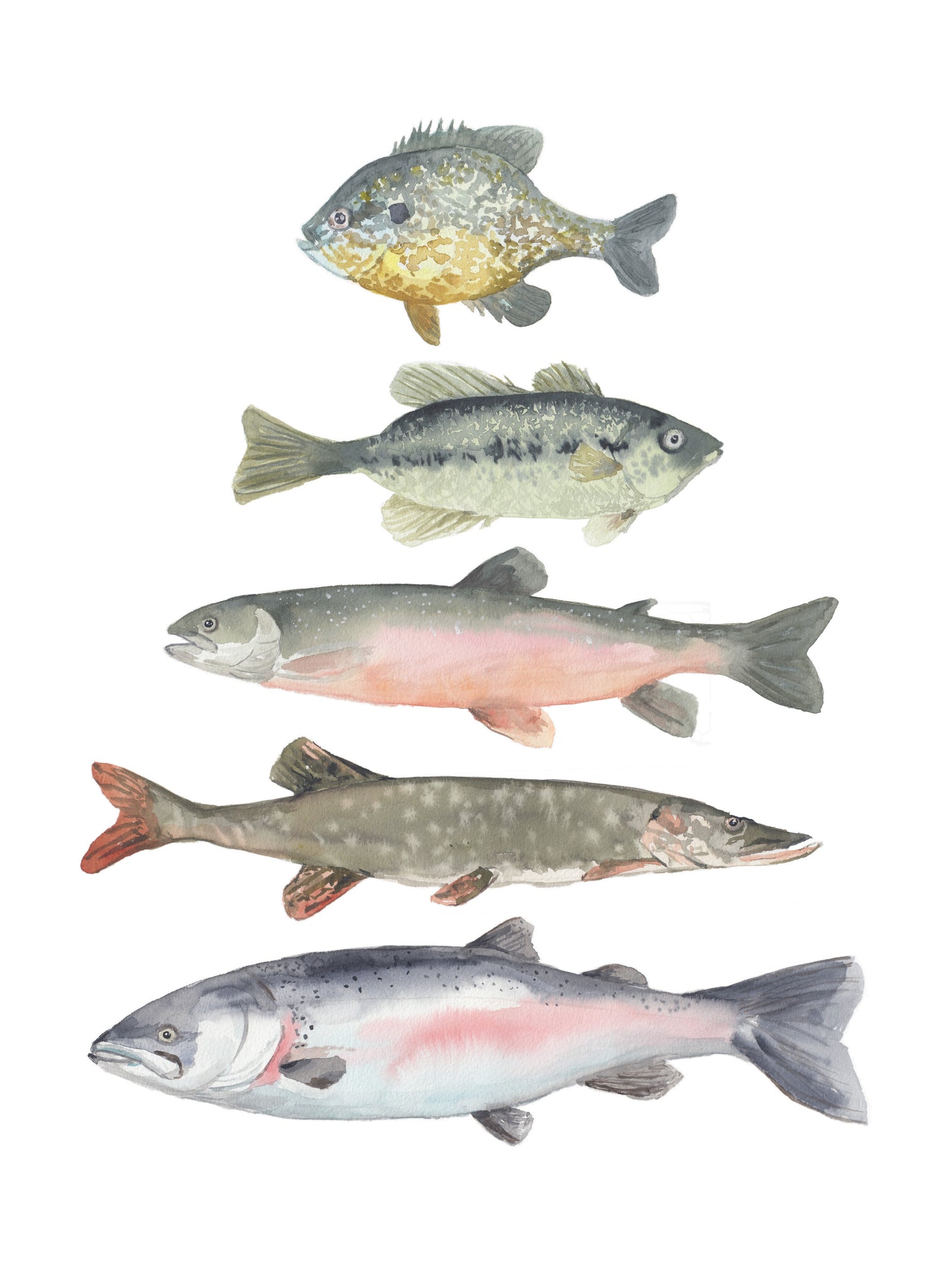 Les Poissons de Lac - Linge De Maison / Kitchen Linen